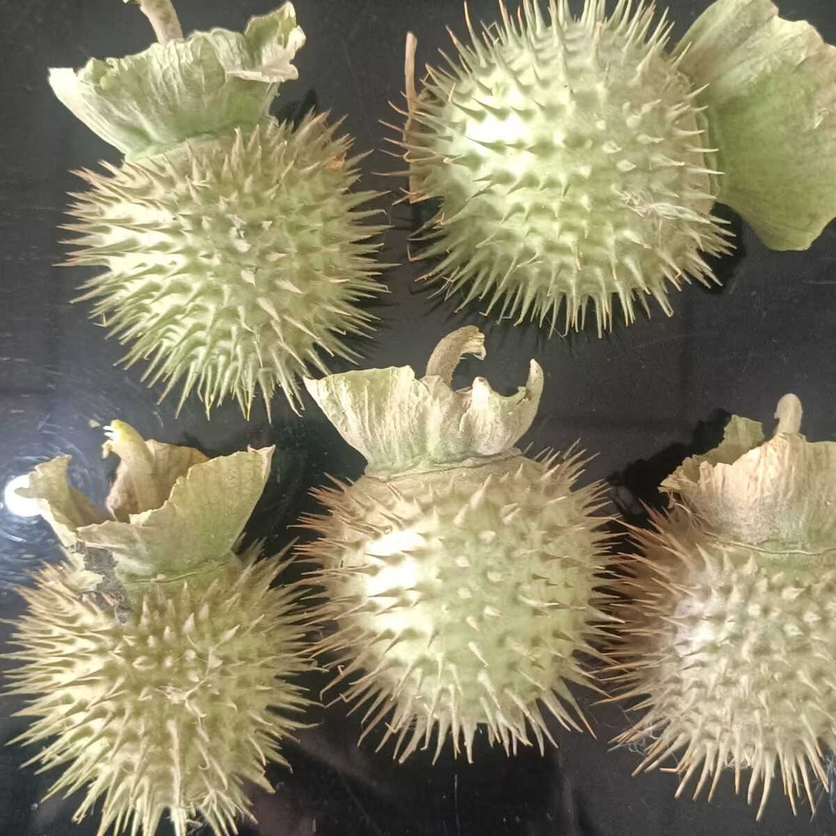 High-Quality Natural Dried Dat - đánh giá và giá Potpourri Dried Flower