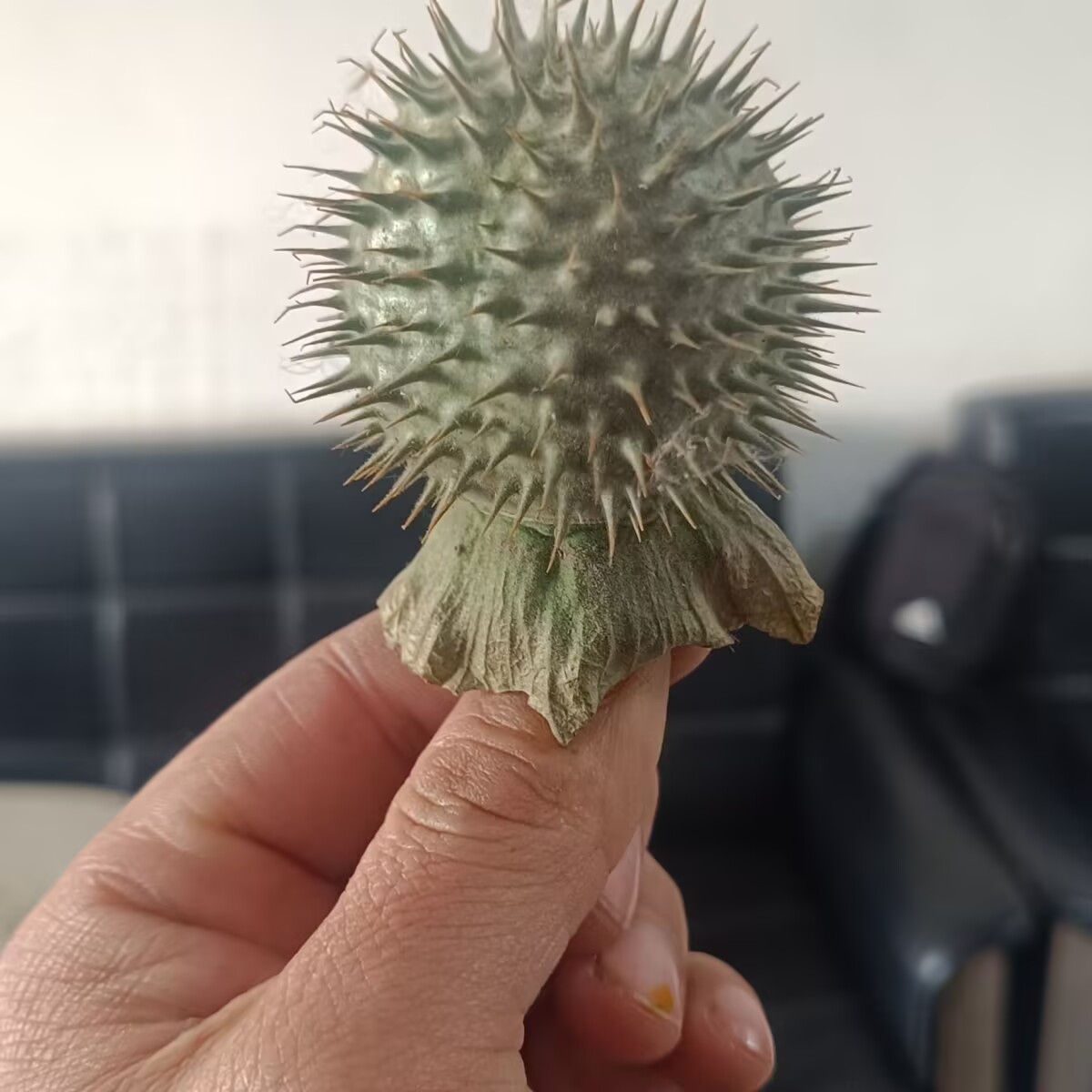 High-Quality Natural Dried Dat - đánh giá và giá Potpourri Dried Flower