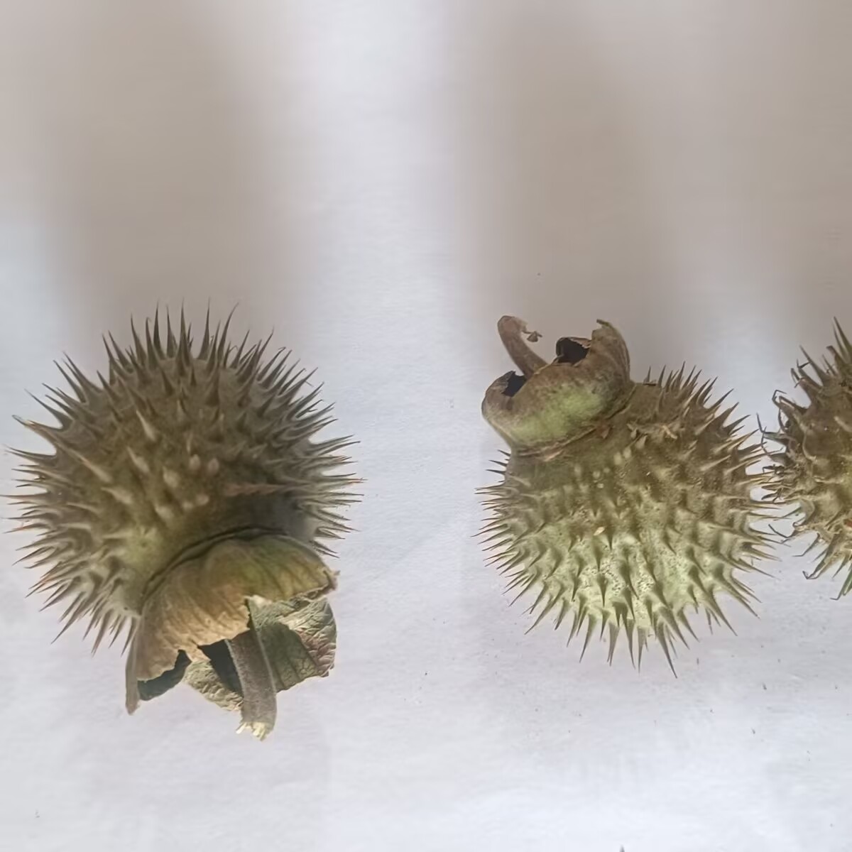 High-Quality Natural Dried Dat - đánh giá và giá Potpourri Dried Flower