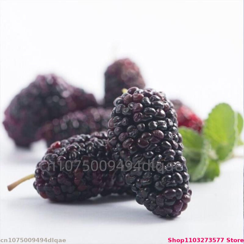 100g-200g Natural Bulk Mulberr - đánh giá và giá Potpourri Dried Flower